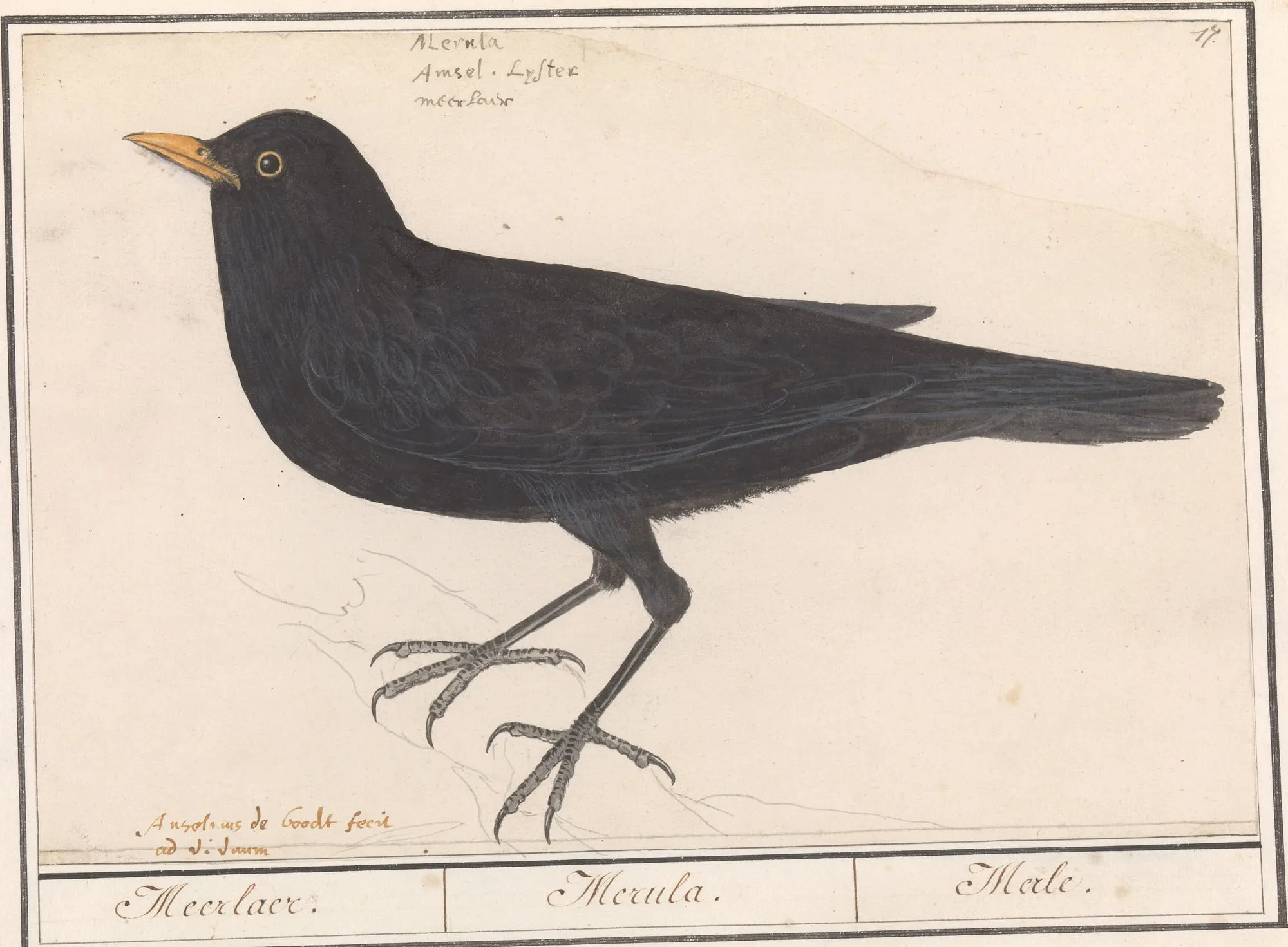 Watercolour of a male common blackbird in profile, labelled Meerlaer, Merula, Merle
